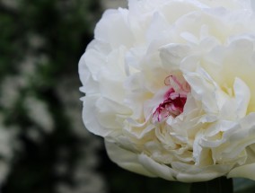 合肥馨绿花卉，探寻花卉市场的魅力合肥哪里有卖绿植的