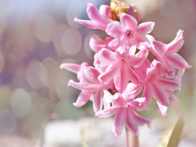 金华写字楼绿植花卉的应用与影响关于花卉的论文,可以写些什么?