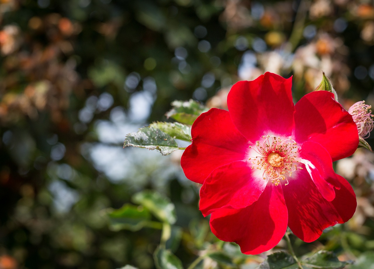 橘色花卉壁纸下的梦幻生活——花卉园租房软件体验橘色花盆适合栽什么花  第1张